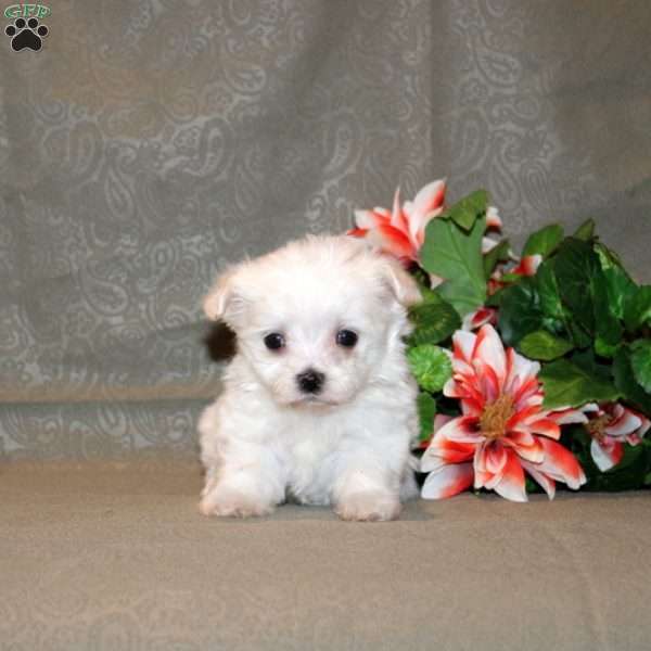 Cecelia, Maltese Puppy